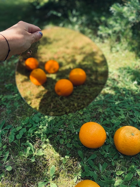 Photo vue d'angle élevé des oranges sur la plante