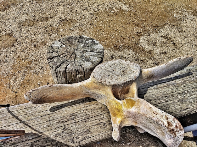 Photo vue d'angle élevé des os de vertèbres de baleine sur une prise de bois