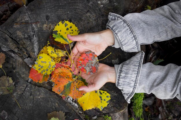 Vue d'angle élevé d'une personne tenant des feuilles d'automne