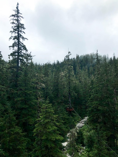 Photo vue d'angle élevé des pins dans la forêt contre le ciel