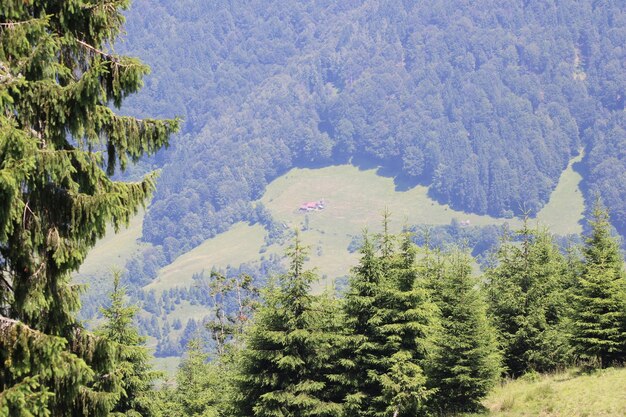 Vue d'angle élevé des pins dans la forêt