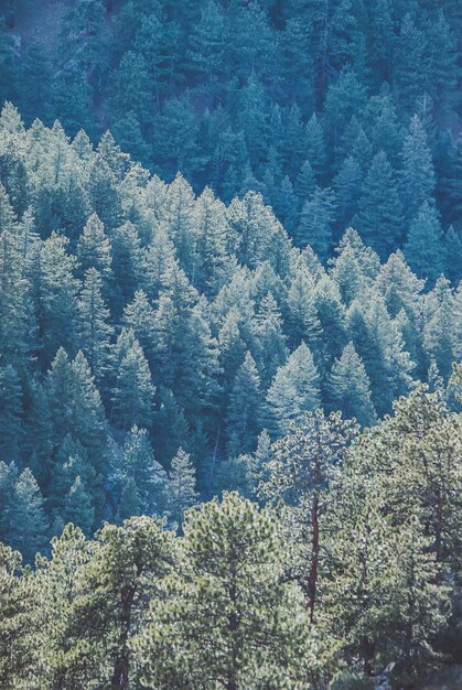 Vue d'angle élevé des pins dans la forêt