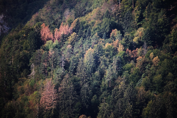 Photo vue d'angle élevé des pins dans la forêt