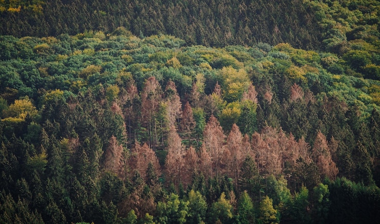 Photo vue d'angle élevé des pins dans la forêt