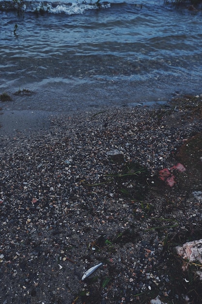 Vue d'angle élevé de la plage