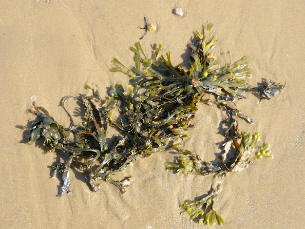Vue d'angle élevé d'une plante d'algues sur le sable mouillé de la plage