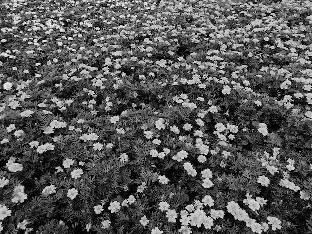 Photo vue d'angle élevé d'une plante à fleurs sur le champ