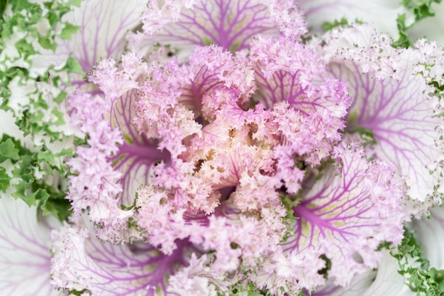 Vue d'angle élevé d'une plante à fleurs roses