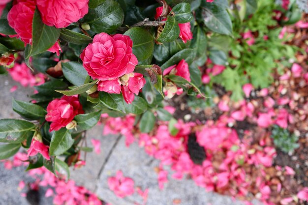 Vue d'angle élevé d'une plante à fleurs roses