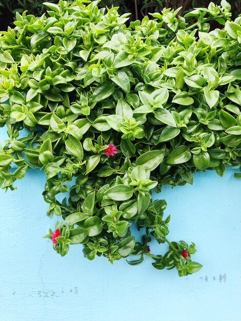 Vue d'angle élevé d'une plante à fleurs rouges