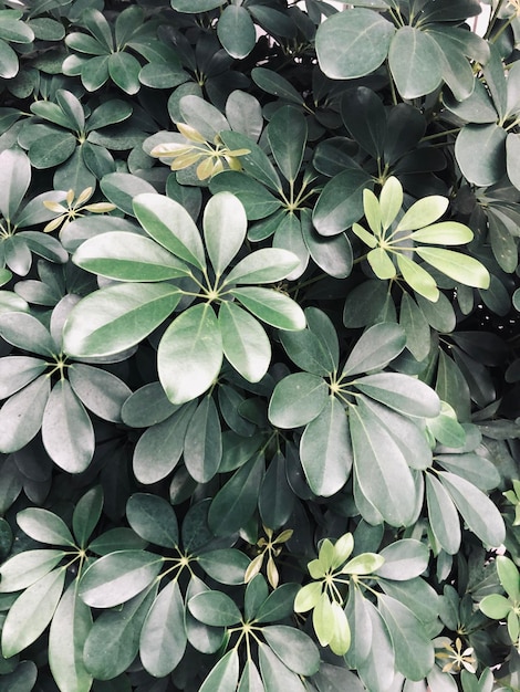 Vue d'angle élevé d'une plante à fleurs