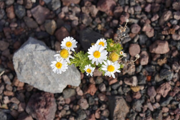 Photo vue d'angle élevé d'une plante à fleurs