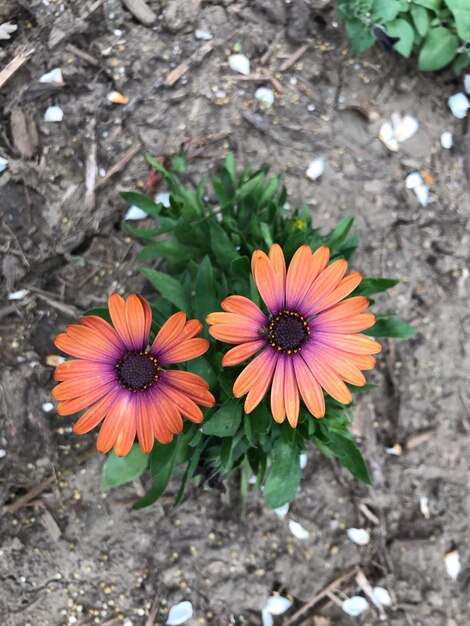 Photo vue d'angle élevé d'une plante à fleurs