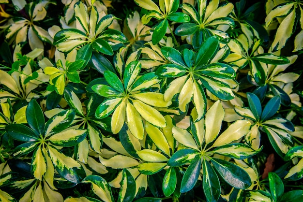 Vue d'angle élevé d'une plante à fleurs