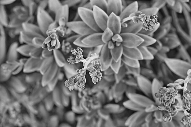 Vue d'angle élevé d'une plante à fleurs