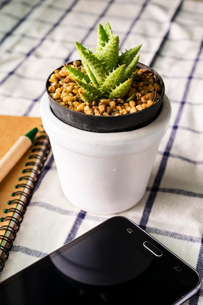 Photo vue d'angle élevé de la plante en pot sur la table