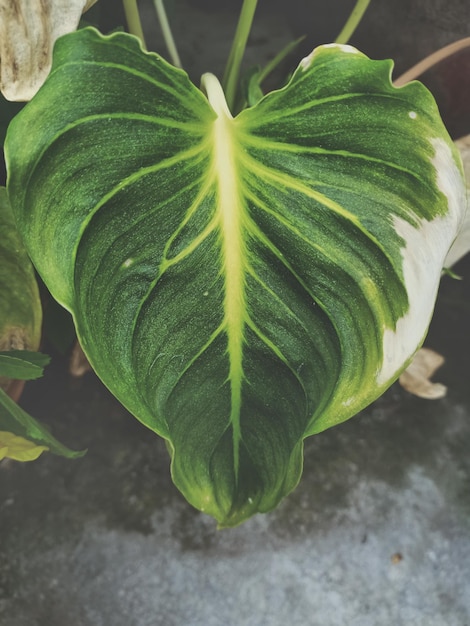 Photo vue d'angle élevé de la plante en pot