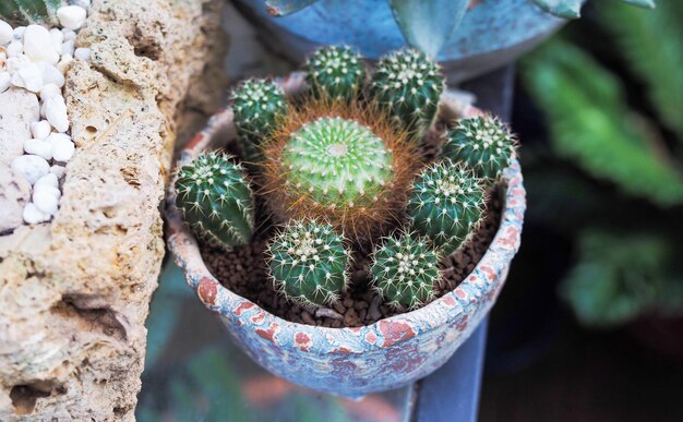 Vue d'angle élevé d'une plante succulente en pot