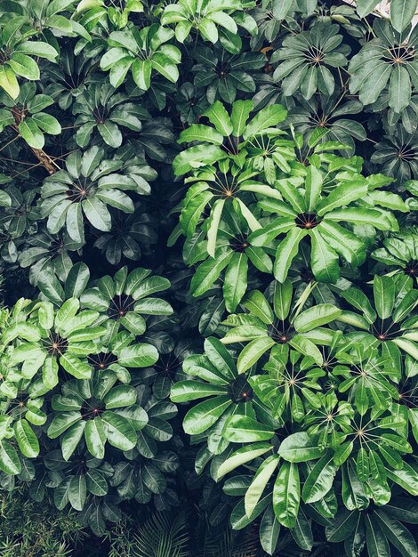 Photo vue d'angle élevé d'une plante verte dans le jardin