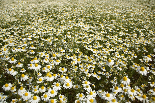 Photo vue d'angle élevé des plantes à fleurs sur le champ