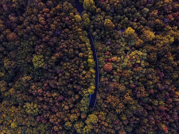 Vue d'angle élevé des plantes à fleurs par l'eau