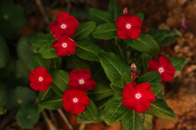 Photo vue d'angle élevé des plantes à fleurs rouges