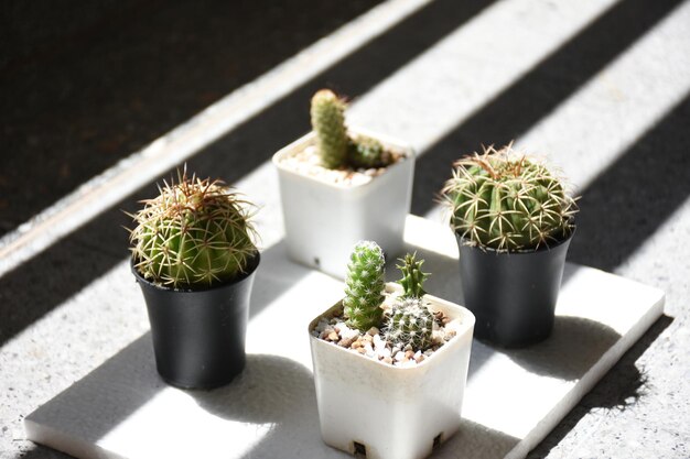 Vue d'angle élevé des plantes en pot sur la table