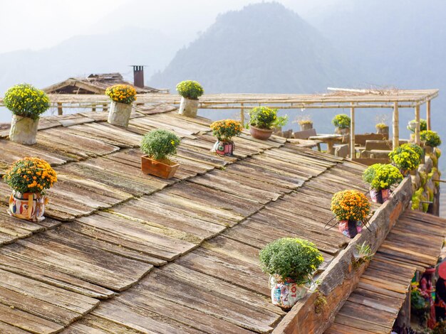 Vue d'angle élevé des plantes en pot