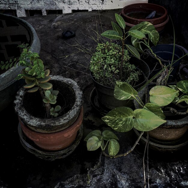 Photo vue d'angle élevé des plantes en pot