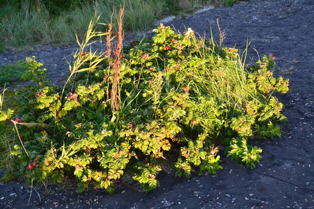 Photo vue d'angle élevé des plantes qui poussent sur le champ