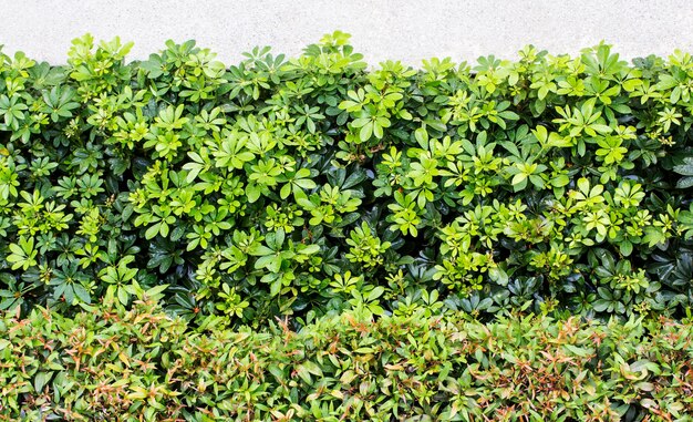 Vue d'angle élevé des plantes qui poussent sur le champ