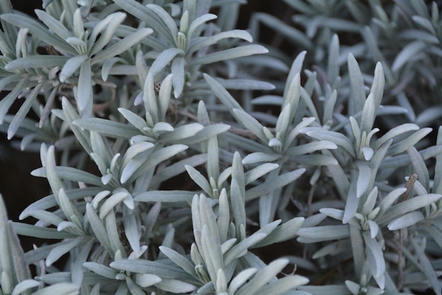 Vue d'angle élevé des plantes qui poussent à l'extérieur