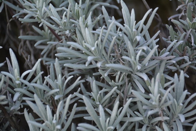 Vue d'angle élevé des plantes qui poussent à l'extérieur