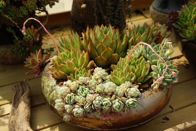 Vue d'angle élevé des plantes succulentes sur le plancher