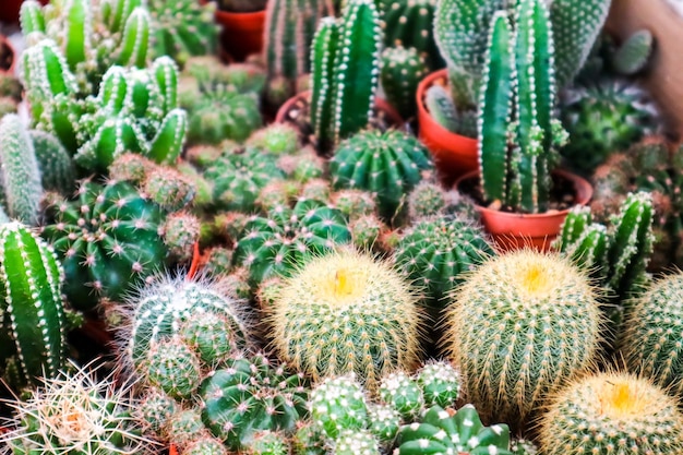 Photo vue d'angle élevé des plantes succulentes en pot