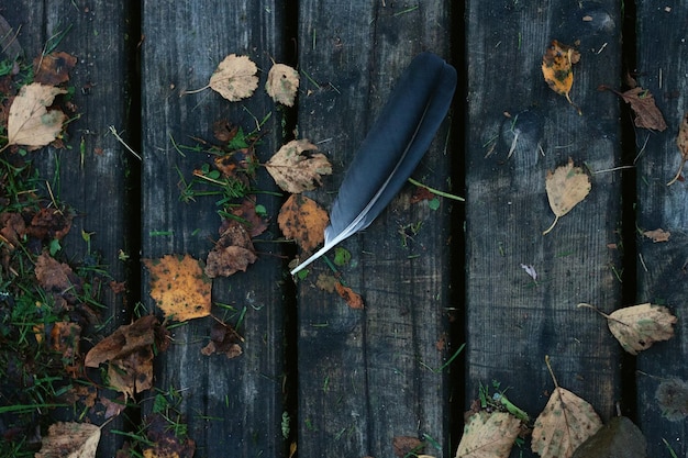 Photo vue d'angle élevé de la plume noire sur de vieilles planches de bois dans la cour