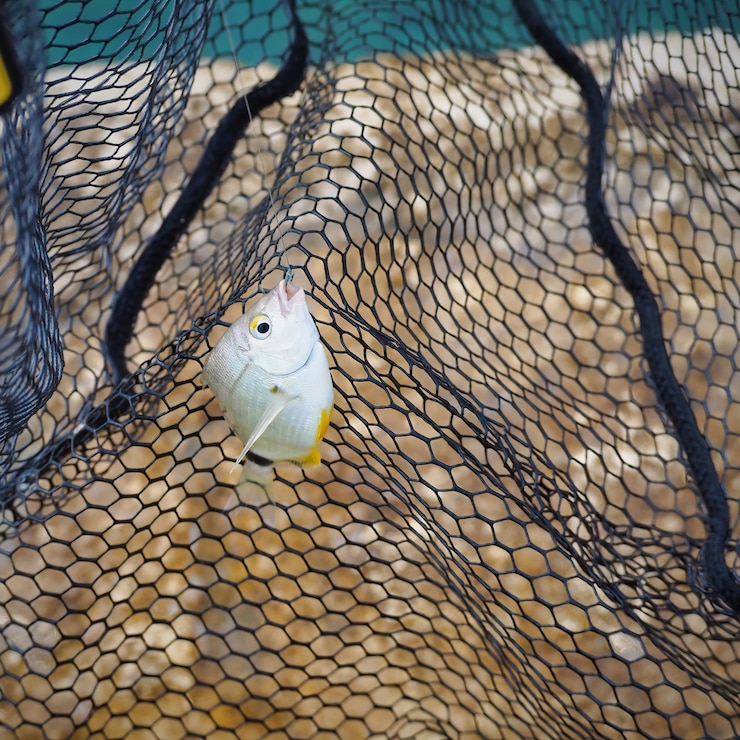 Photo vue d'angle élevé d'un poisson dans un filet de pêche