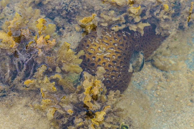 Photo vue d'angle élevé des poissons dans le lac