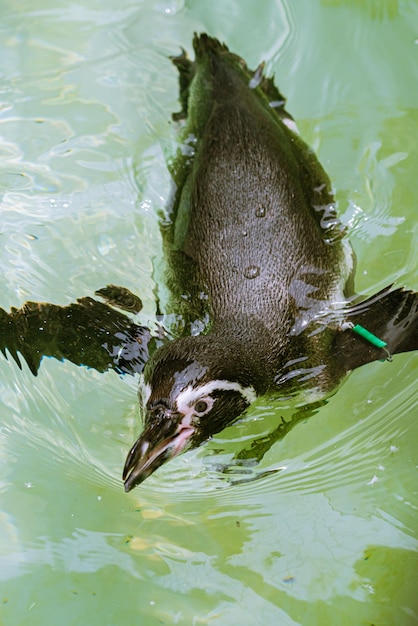 Vue d'angle élevé des poissons nageant dans le lac