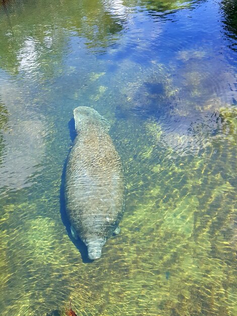 Vue d'angle élevé des poissons nageant dans le lac