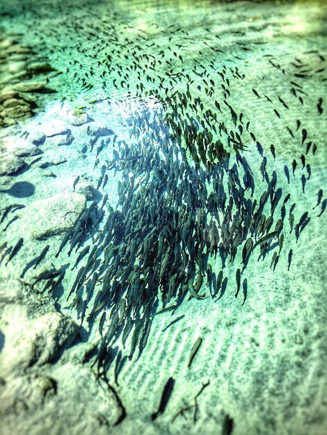 Photo vue d'angle élevé des poissons nageant dans la mer