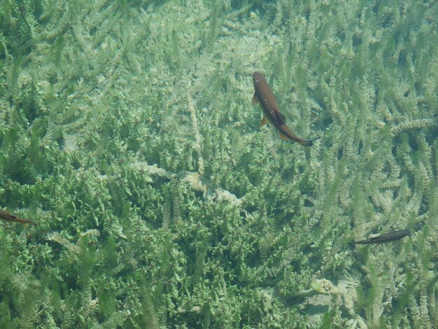 Photo vue d'angle élevé des poissons nageant dans la mer