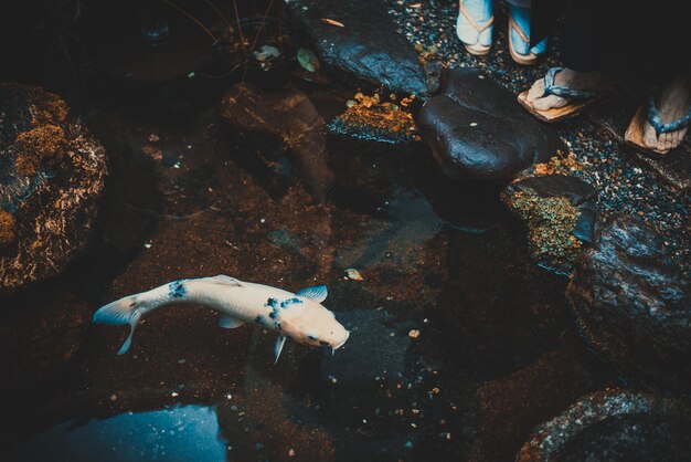 Photo vue d'angle élevé des poissons nageant dans la mer