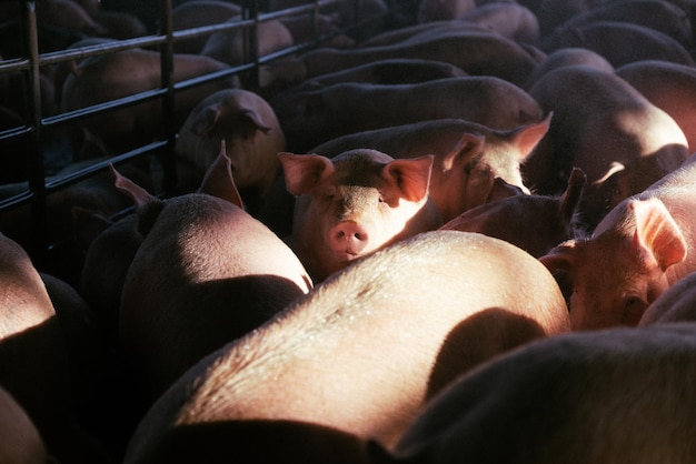 Photo vue d'angle élevé des porcs en cage