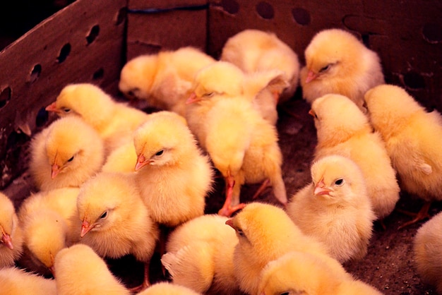 Vue d'angle élevé des poulets