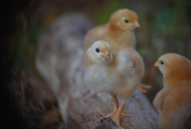 Vue d'angle élevé des poussins sur le tronc