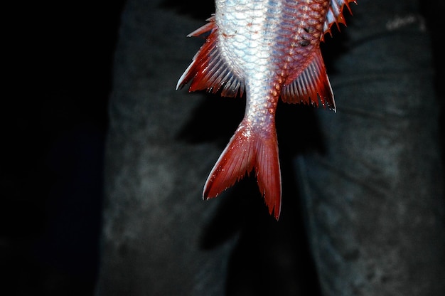 Vue d'angle élevé de la queue du poisson