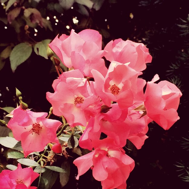 Photo vue d'angle élevé des roses roses en fleurs dans le parc