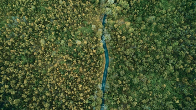 Vue d'angle élevé de la route au milieu des arbres
