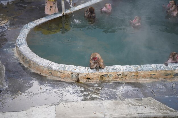 Photo vue d'angle élevé d'un singe nageant dans un lac